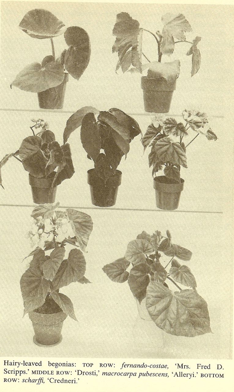 B. ‘Drostii’